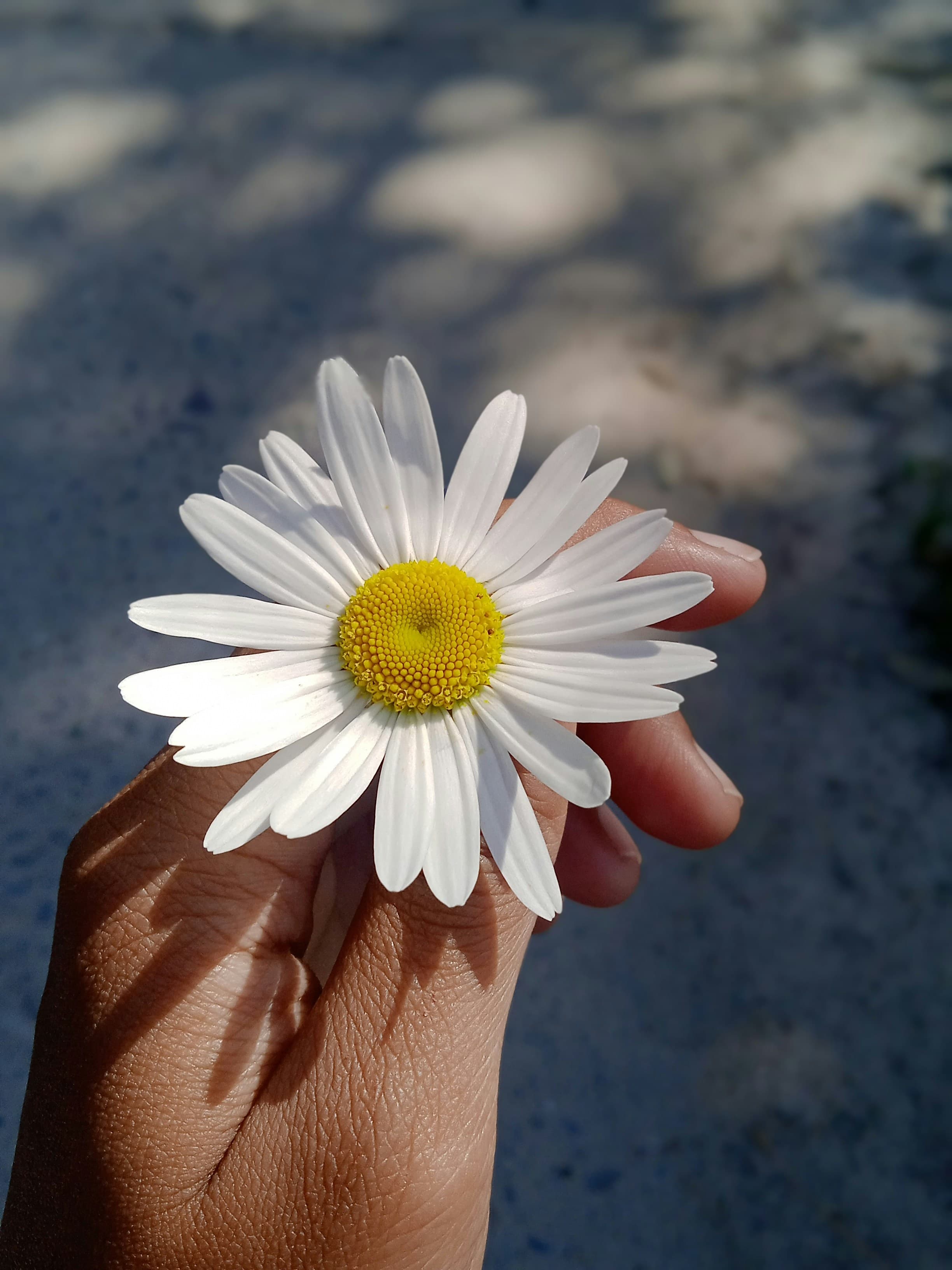 Mani che tengono un fiore, simbolo di cura e benessere psicologico